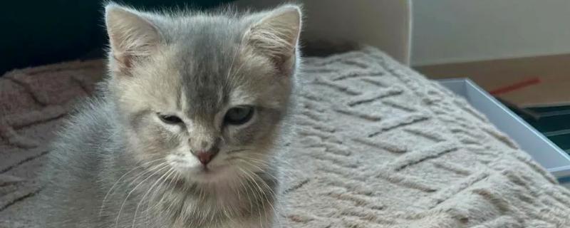 猫咪呕吐怎么办，饮食不当可饲喂益生菌