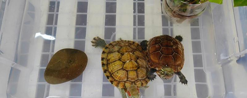 干养乌龟要注意什么，长期干养可能会脱水