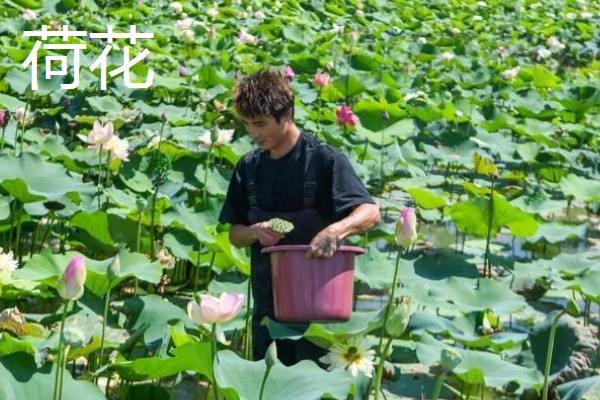 荷花和菊花传播种子的方法，前者可随水传播、后者可随风传播