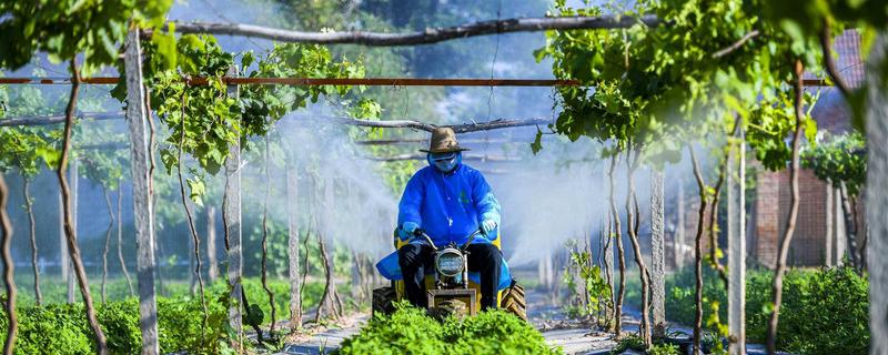 葡萄使用钾肥的时间，以浆果膨大期、浆果着色成熟期为宜