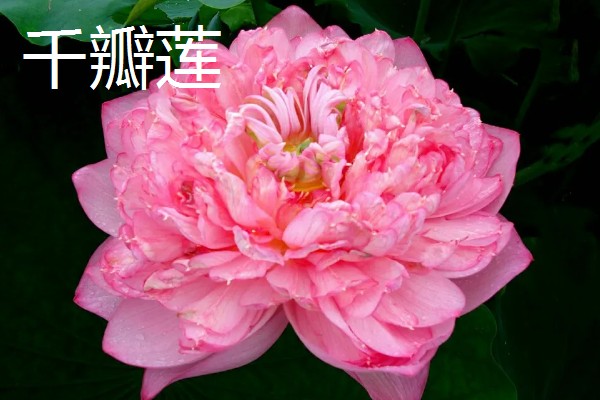 荷花和菊花传播种子的方法，前者可随水传播、后者可随风传播