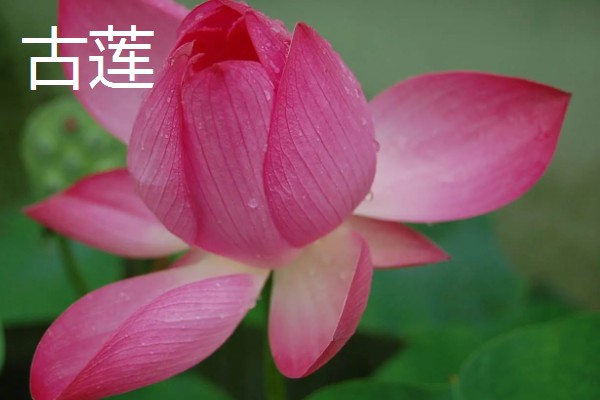 荷花和菊花传播种子的方法，前者可随水传播、后者可随风传播