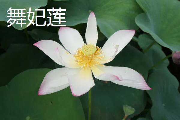 荷花和菊花传播种子的方法，前者可随水传播、后者可随风传播