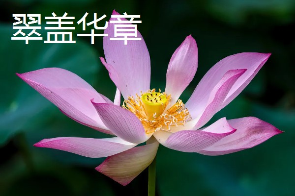 荷花和菊花传播种子的方法，前者可随水传播、后者可随风传播