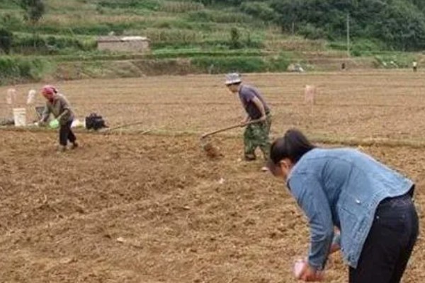 早春红玉西瓜怎么种植，对苗床浇透水再播种