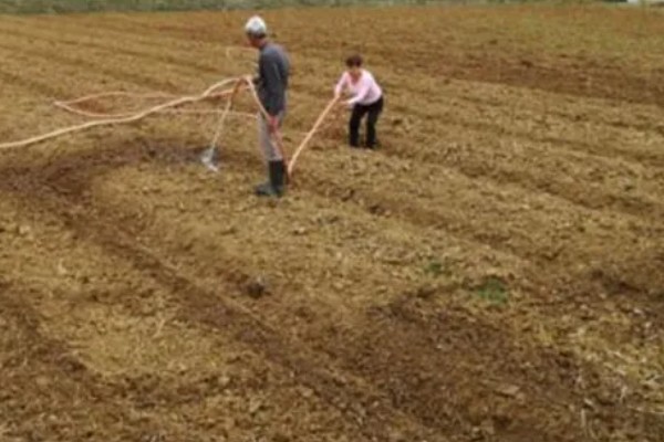 早春红玉西瓜怎么种植，对苗床浇透水再播种