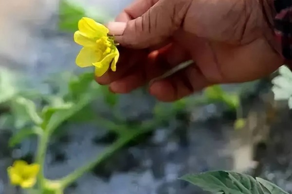 早春红玉西瓜怎么种植，对苗床浇透水再播种