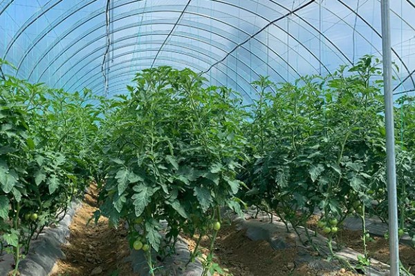 番茄与什么蔬菜可以套种，可以与矮生菜豆、芹菜等套种