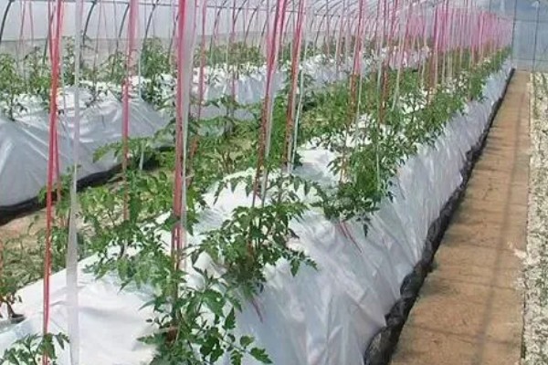 番茄与什么蔬菜可以套种，可以与矮生菜豆、芹菜等套种