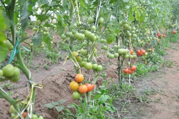番茄与什么蔬菜可以套种，可以与矮生菜豆、芹菜等套种