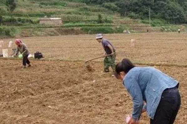 番茄与什么蔬菜可以套种，可以与矮生菜豆、芹菜等套种