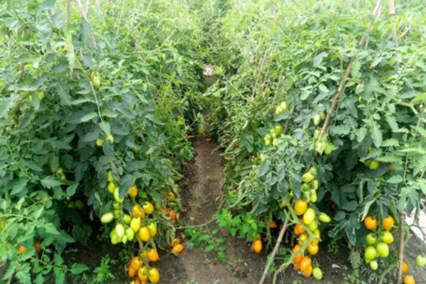 番茄与什么蔬菜可以套种，可以与矮生菜豆、芹菜等套种