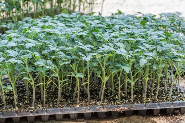 番茄与什么蔬菜可以套种，可以与矮生菜豆、芹菜等套种