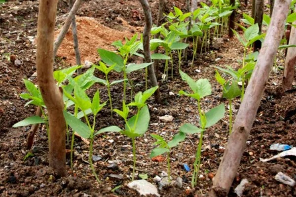番茄与什么蔬菜可以套种，可以与矮生菜豆、芹菜等套种