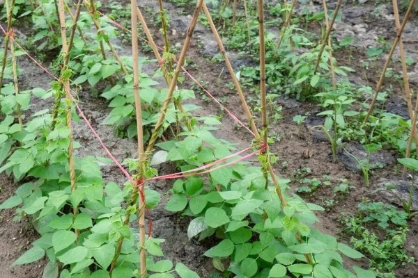 番茄与什么蔬菜可以套种，可以与矮生菜豆、芹菜等套种