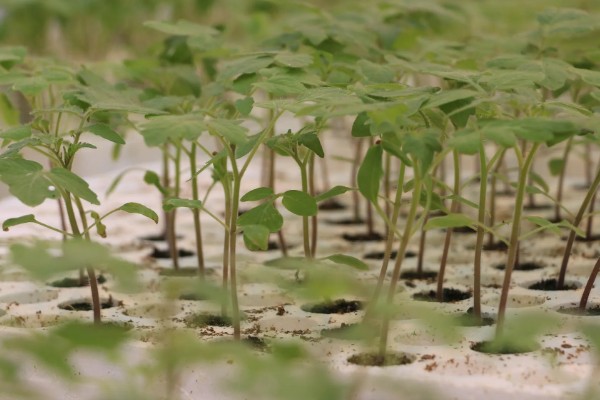 番茄与什么蔬菜可以套种，可以与矮生菜豆、芹菜等套种