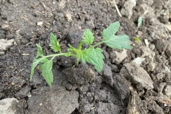 番茄与什么蔬菜可以套种，可以与矮生菜豆、芹菜等套种