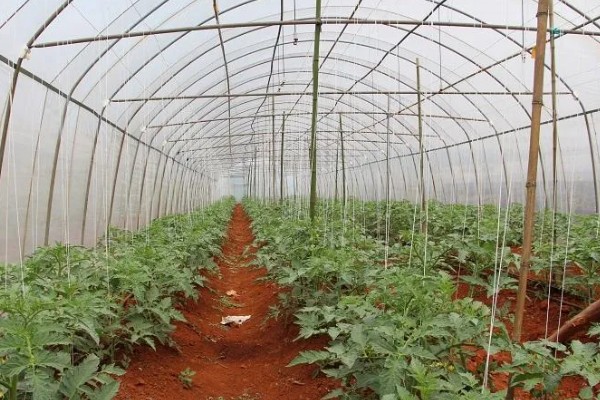 番茄与什么蔬菜可以套种，可以与矮生菜豆、芹菜等套种