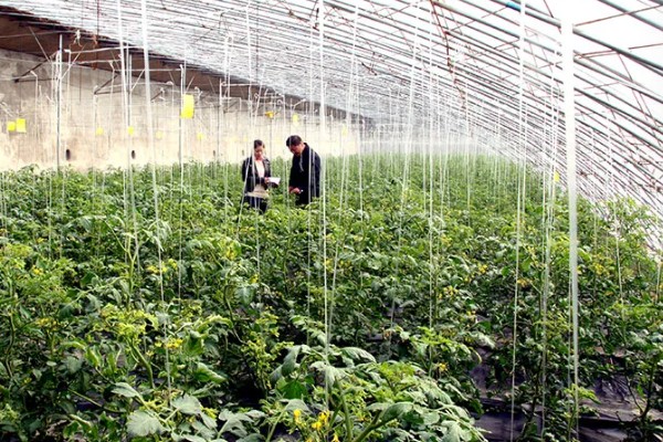 番茄与什么蔬菜可以套种，可以与矮生菜豆、芹菜等套种