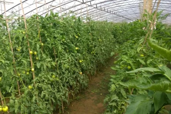 番茄与什么蔬菜可以套种，可以与矮生菜豆、芹菜等套种