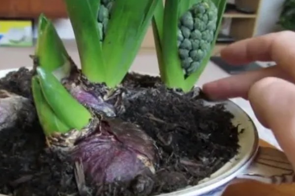 风信子夹箭如何处理，黑暗养护2-3周