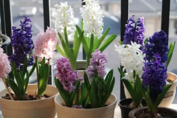 风信子夹箭如何处理，黑暗养护2-3周