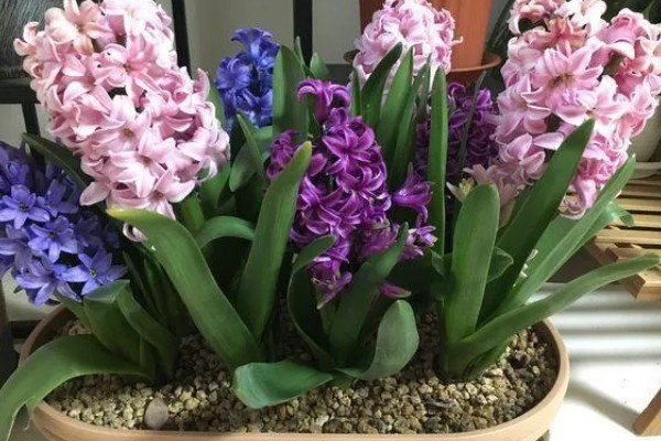 风信子夹箭如何处理，黑暗养护2-3周