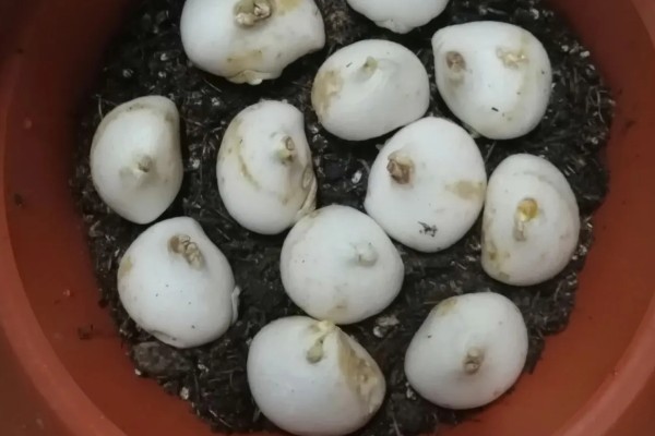 风信子夹箭如何处理，黑暗养护2-3周