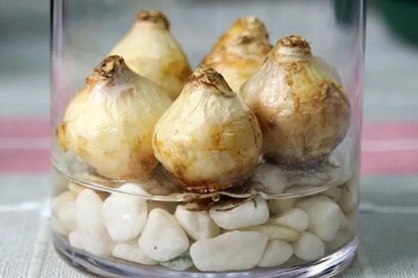 风信子夹箭如何处理，黑暗养护2-3周