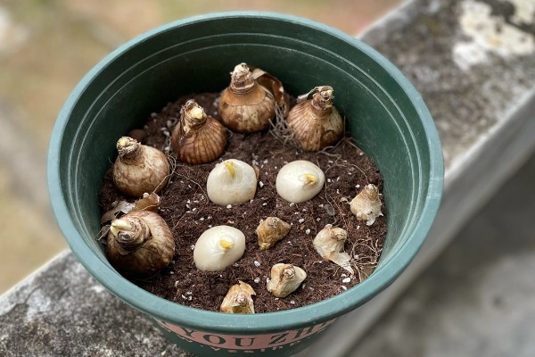 风信子夹箭如何处理，黑暗养护2-3周