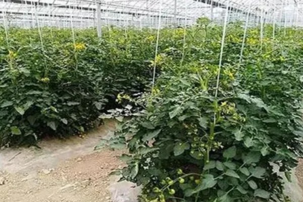 番茄与什么蔬菜可以套种，可以与矮生菜豆、芹菜等套种