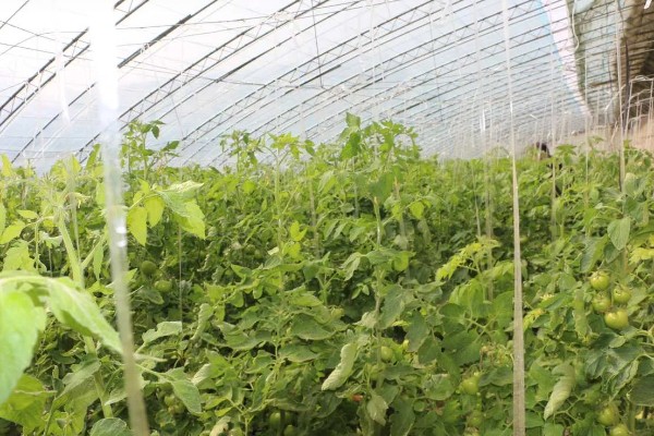 番茄与什么蔬菜可以套种，可以与矮生菜豆、芹菜等套种