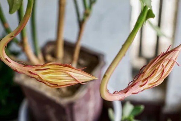 怎么判断昙花花苞今夜花开，会有明显膨大现象