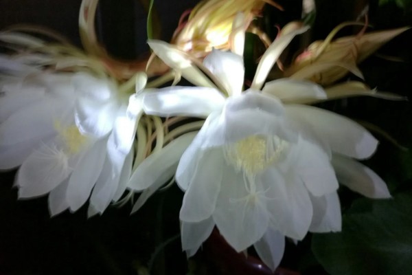 怎么判断昙花花苞今夜花开，会有明显膨大现象