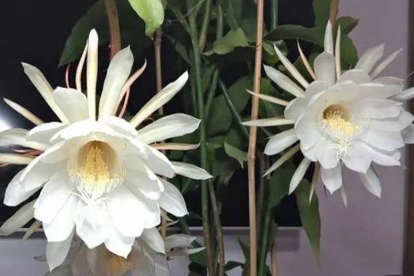 怎么判断昙花花苞今夜花开，会有明显膨大现象