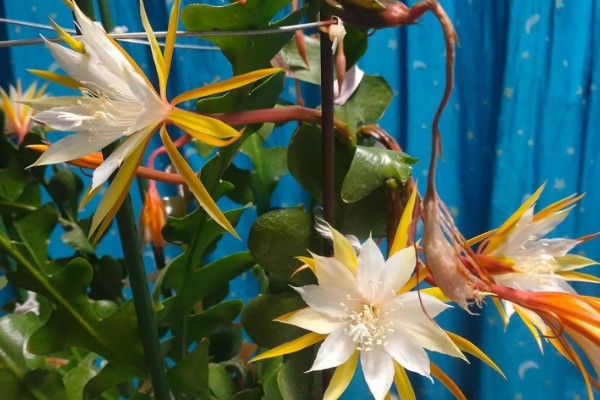 怎么判断昙花花苞今夜花开，会有明显膨大现象