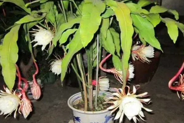 怎么判断昙花花苞今夜花开，会有明显膨大现象