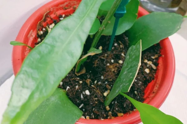 怎么判断昙花花苞今夜花开，会有明显膨大现象