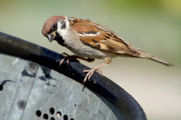 麻雀如何过冬，羽毛会全部膨胀起来用于保暖
