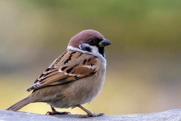 麻雀如何过冬，羽毛会全部膨胀起来用于保暖