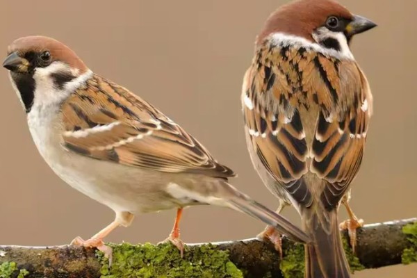 麻雀如何过冬，羽毛会全部膨胀起来用于保暖