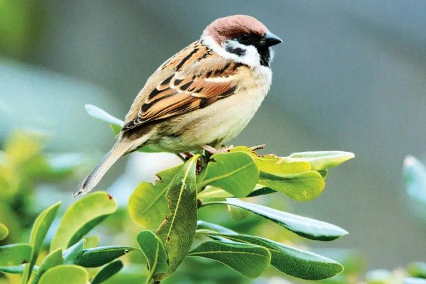 麻雀如何过冬，羽毛会全部膨胀起来用于保暖