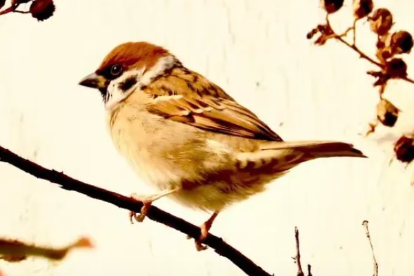 麻雀如何过冬，羽毛会全部膨胀起来用于保暖