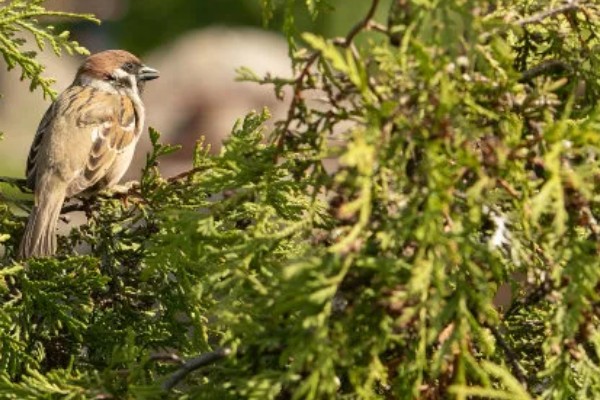 麻雀如何过冬，羽毛会全部膨胀起来用于保暖