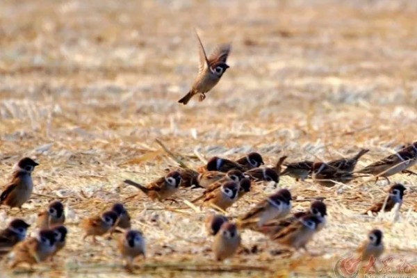 麻雀如何过冬，羽毛会全部膨胀起来用于保暖