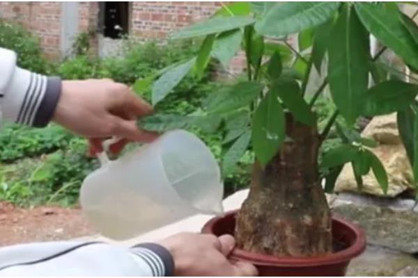 招财树怎么浇水，掌握宁干勿湿的原则