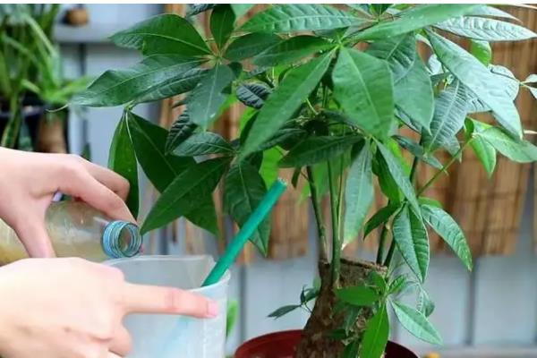 招财树怎么浇水，掌握宁干勿湿的原则