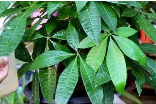 招财树怎么浇水，掌握宁干勿湿的原则