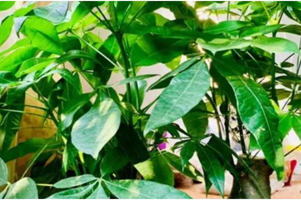 招财树怎么浇水，掌握宁干勿湿的原则