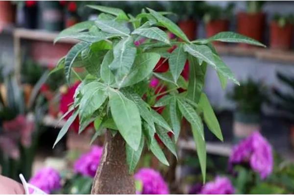 招财树怎么浇水，掌握宁干勿湿的原则